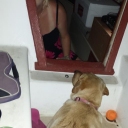 Strawberry, our boat dog, playing peek-a-boo with Heather