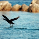 © Photo credits: Parco Nazionale dell'Arcipelago di La Maddalena (http://www.lamaddalenapark.it/)