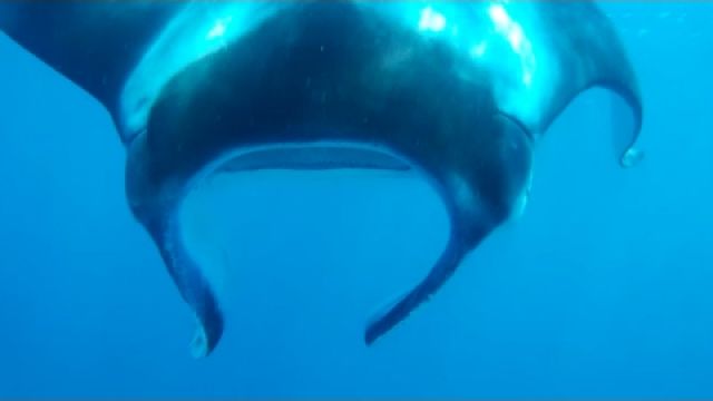 Sailing into freedom Episode 52 The mantas of Lady Musgrave Island