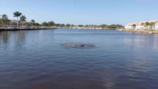 Manatee Mating, Port of the Islands