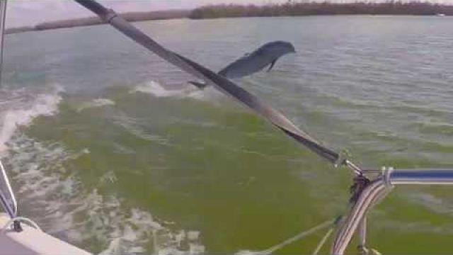 Dolphin Jumping Panther Key Florida