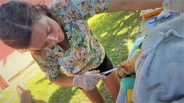 Sailors SAVE a Sea Turtle: Chuffed Adventures S2Ep4