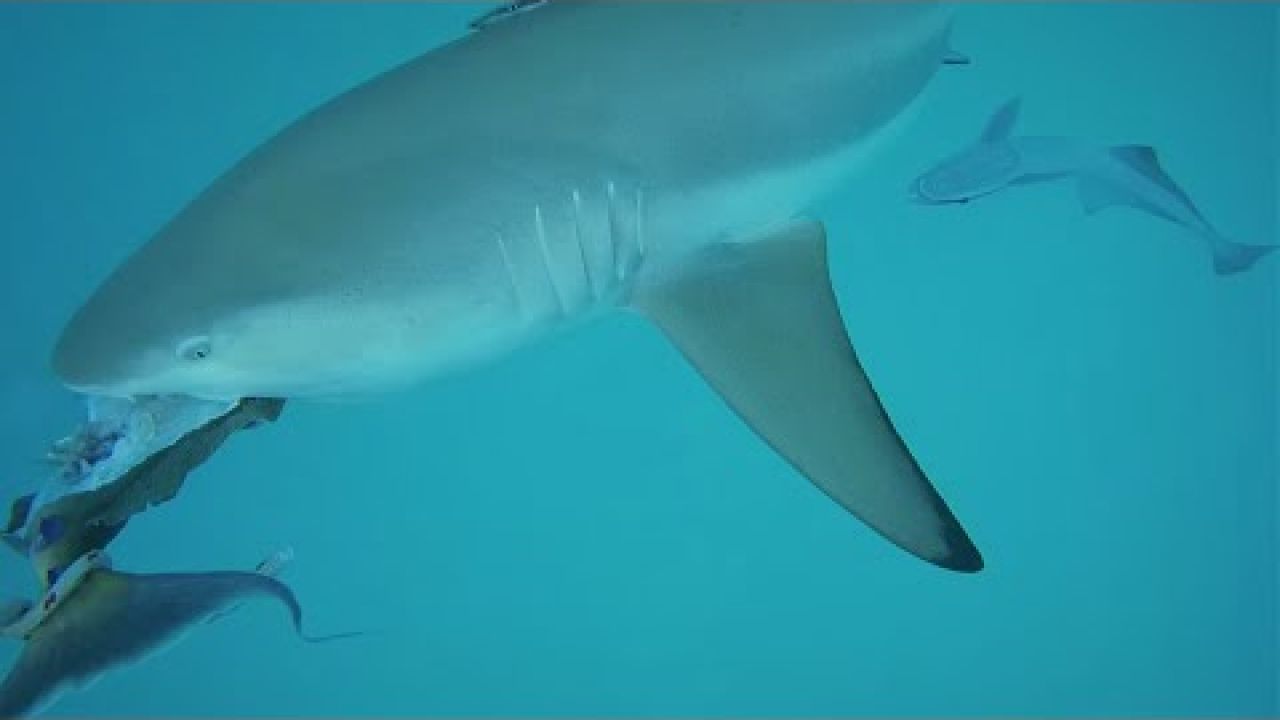Fun With SHARKS | Sailing New Caledonia (Sailing SV Sarean) EP. 80