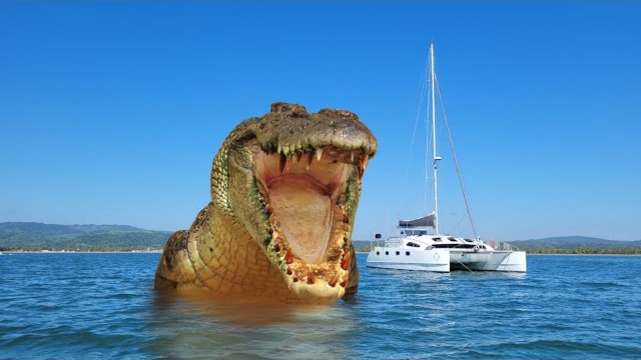 Up Close & Personal with the CROCS of San Blas! - Onboard Lifestyle ep 191