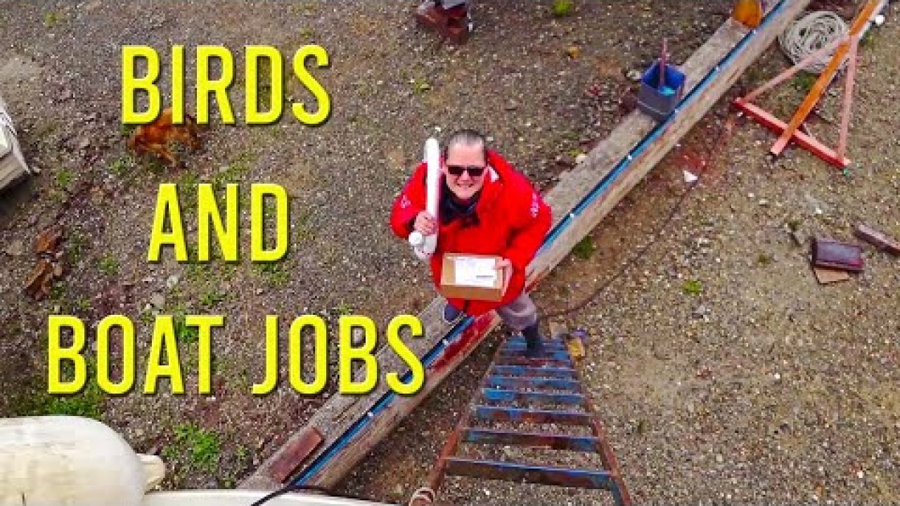 Boat jobs and birds - Sailing A B Sea (Ep.116)