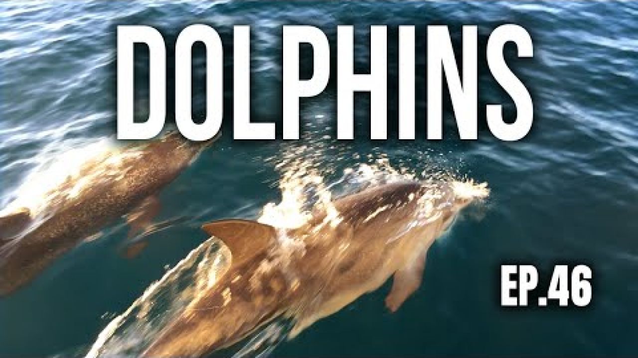 DOLPHINS | Sailing Balachandra E046