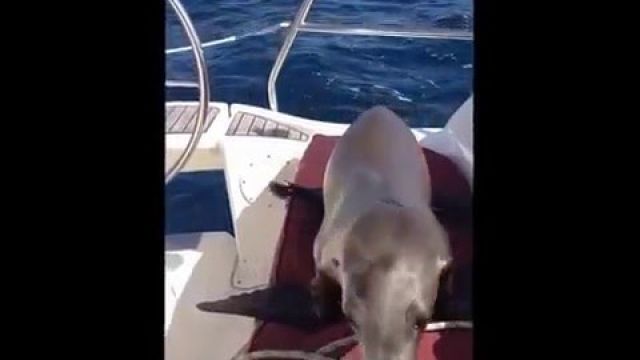 It just wants to go sailing..... and a little love