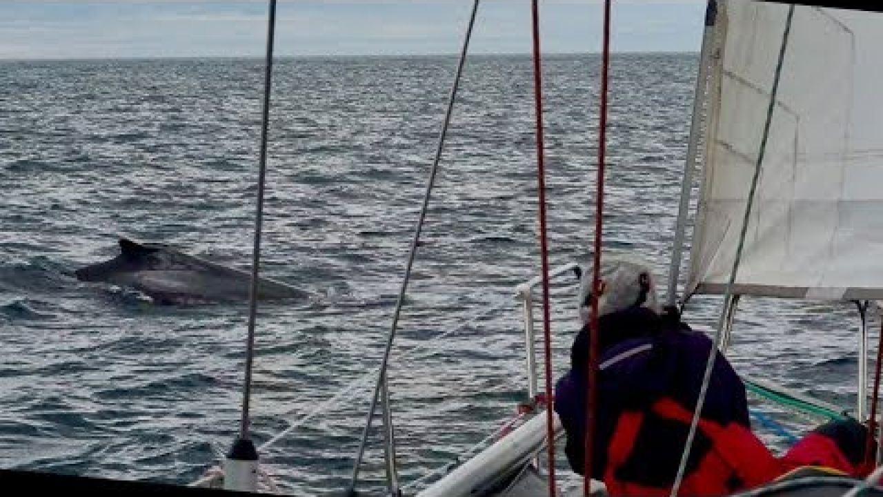 Segeln am Polarkreis #Ep27 oder Tanz mit den Walen