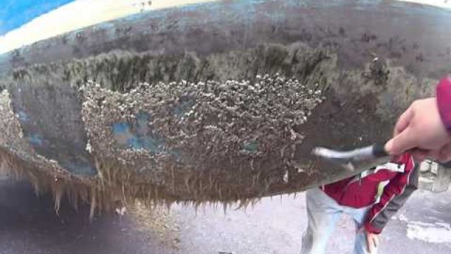 Pound land Tommy Walsh Heavy Duty Scraper £1 Hull Cleaning 9 min Second Chance Sailing style